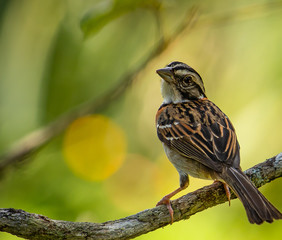 Wildlife Bird