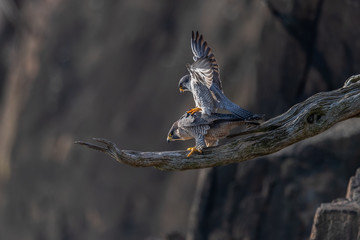 Wall Mural - A pair of Peregrine Falcons mating.