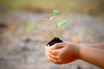 two hands of the children were holding seedlings.