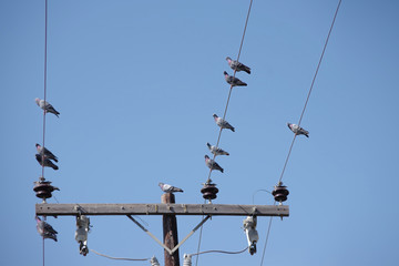 A flock of pigeons sitting up high on the power line wires of an electricity distribution pylon