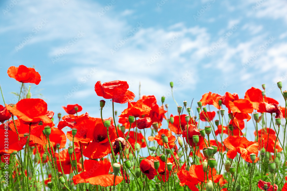 Red poppy flowers on sunny blue sky, poppies spring blossom, green meadow with flowers - obrazy, fototapety, plakaty 