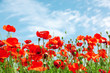Red poppy flowers on sunny blue sky, poppies spring blossom, green meadow with flowers