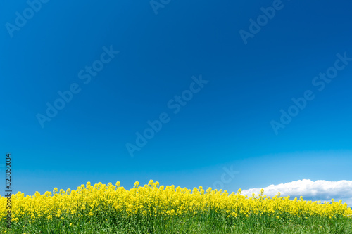 ディスクトップの壁紙 菜の花畑と青空 Stock 写真 Adobe Stock ディスクトップの壁紙 菜の花畑と青空 Stock 写真 Adobe Stock