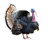 Narragansett Turkey Isolated On White Background. Clipping Path