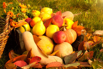 Poster - Harvest in the autumn garden .Healthy food.