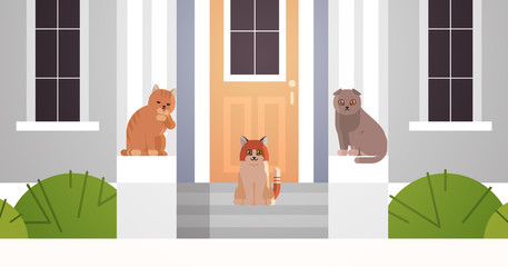 cats group sitting on porch in entrance of house door fluffy adorable cartoon animals domestic kitty home pets concept building closeup facade flat horizontal vector illustration