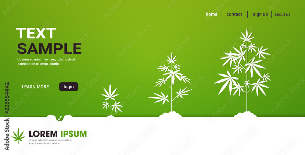cycle of cannabis plant growth stages planting of medical marijuana ...