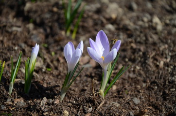 purple Crocus blooms from a Bud in spring