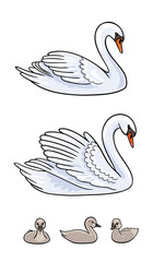 Set of Swans - two udult and three baby birds - vector illustration