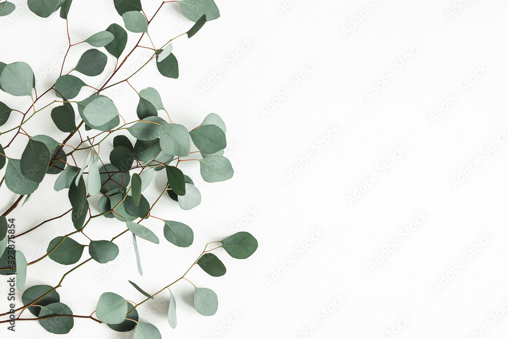 Eucalyptus leaves on white background. Frame made of eucalyptus branches. Flat lay, top view, copy space - obrazy, fototapety, plakaty 