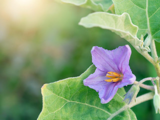 Solanum xanthocarpum Schrad flowers.