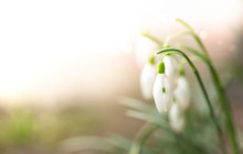 White Snowdrop In Defocus. Galanthus. The First Spring Flowers. Spring Background. Copy Space.