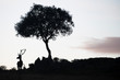 © Staffan Widstrand - Silhouette of a deer stag and a tree