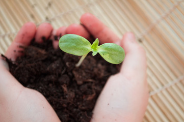 seedlings in hands, Montessori education, CSR Corporate social responsibility, environmental life, no waste, no plastic, responsible consumption concept