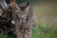 Iberian Lynx Close Up Of The Head And Face