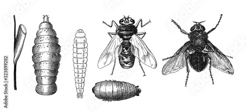 Cuadros en Lienzo Fly collection Antique engraved illustration from Brockhaus Konversations-Lexiko
