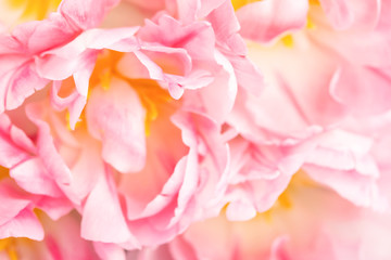 Wall Mural - Beautiful peony pink tulips close up view. Greeting card for Mother's day, Woman's day and Wedding. Soft focus.