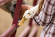 © MACO - Close-up of a duck being carried by a girl on a ranch carrying a duck. Bridger, Montana, USA