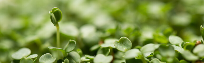 Wall Mural - Close up view of leaves of microgreens, panoramic shot