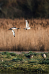 Sticker - pair of northern pintail in flight. their latin name are anas acuta.