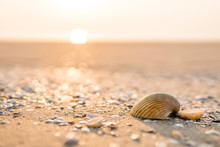 Sea Shell On Beach In The Sunrise