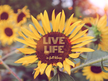 Love Life In Full Bloom Word And Sunflower Bokeh Background