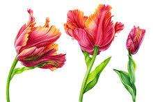 Tulips Watercolor Vintage Free Stock Photo - Public Domain Pictures
