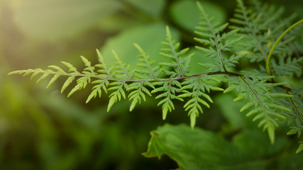 Wall Mural - Green leaf pteridium aquilinum natural green fern in the forest