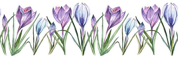 Seamless borders, made from watercolor spring flowers. Crocus and tea rose painted by brush. Borders isolated on white background.