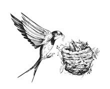 Swallow Feeds The Chicks In The Nest. Hand Drawn Sketch Converted To Vector
