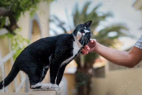 Fotomural Gato blanco y negro con grandes bigotes sentado en una pared, disfruta de las caricias de su dueño