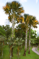 Green landscapes of parks with palm trees and various trees and plants of green and turquoise among the large metropolis of Kuala Lumpur. Aqua Menthe and Phantom Blue 2020 colors. Photos for backgroun