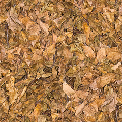 Wall Mural - background: dry walnut leaves