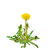 yellow flower of dandelion,Taraxacum officinale, with buds and leaves isolated on a white background