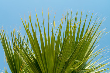 Fotomurales - Palm leaves. A palm tree, seen from below. Green palm leaves against blue sky background. Daylight, natural background, palm leaf design. Tropical plant under sunny sky. Vertical placement. No people.