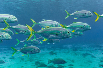 Schooling Crevalle Jacks (Caranx hippos) move through a central Florida spring. Also known as Common Jacks, these fish are fast, agile predators, feeding on other, smaller fish.