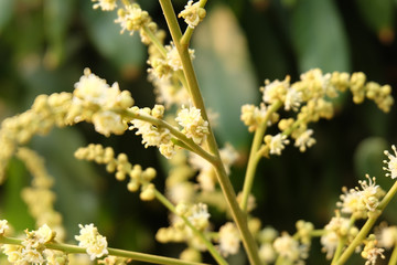 Wall Mural - sensitive focus and macro shot of beautiful longan flowers or small white flowers with green blur ba