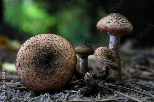 Mushroom Echinoderma Asperum In A Group Buy This Stock Photo And Explore Similar Images At Adobe Stock Adobe Stock