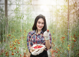 asian woman harvesting tomatoes