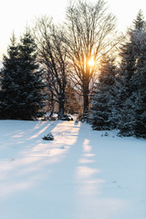 Wall Mural - Sunset in the snowy forest. winter nature landscape 