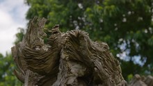 A Closeup, Racking Focus Shot Of A Driftwood's Crisp Barks In Front Of A Chestnut Tree With Luscious Leaves And Bearing Clusters Of Its Fruits.
