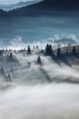 Wall Mural - Misty forest. Magical nature landscape in the wilderness.