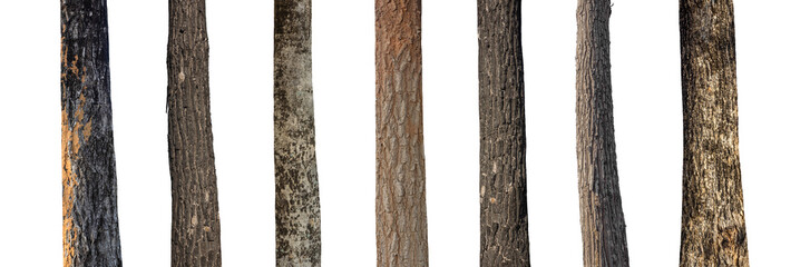 Aufkleber - isolated set tree trunk Collection on White background.