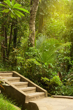 Empty Background With Stone Stairs And Road In Tropical Forest With Exotic Foliage And Plants Background