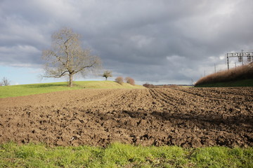 Tree in field