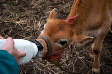 Bottle Feeding A Jersey Calf