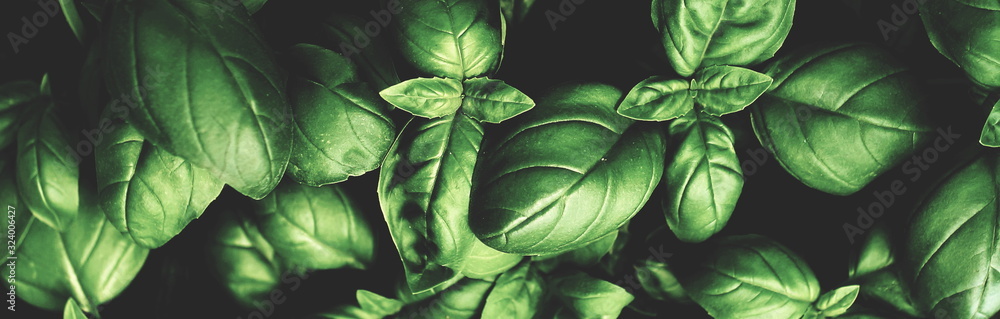 Fresh green basil leaves pattern texture full frame toned background banner. Poster - obrazy, fototapety, plakaty 