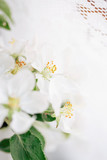 Fototapeta Kwiaty - apple tree flowers close-up