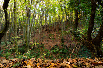 forest in autumn