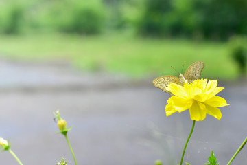 Wall Mural - Multicolor butterfly sitting on a yellow flower